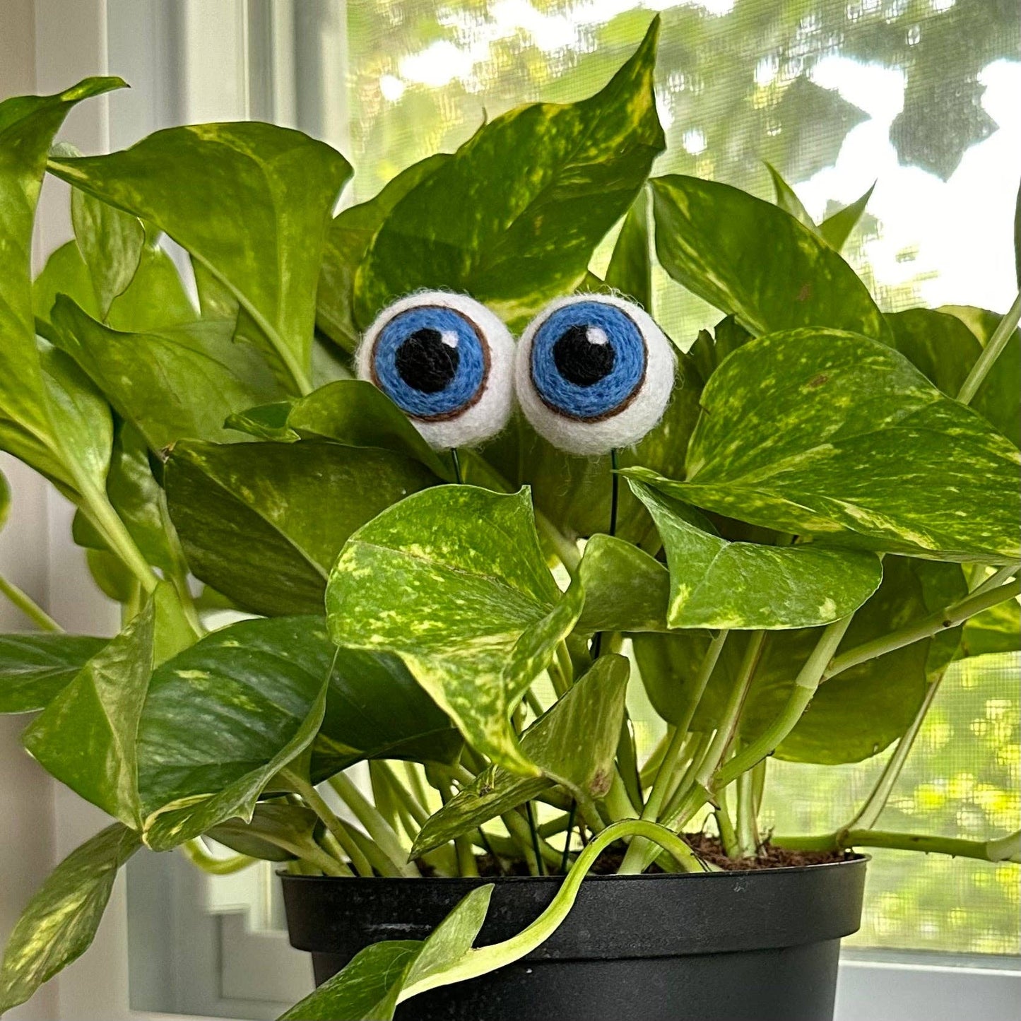 Plant Eyeballs-Hand Felted Wool Eyeballs