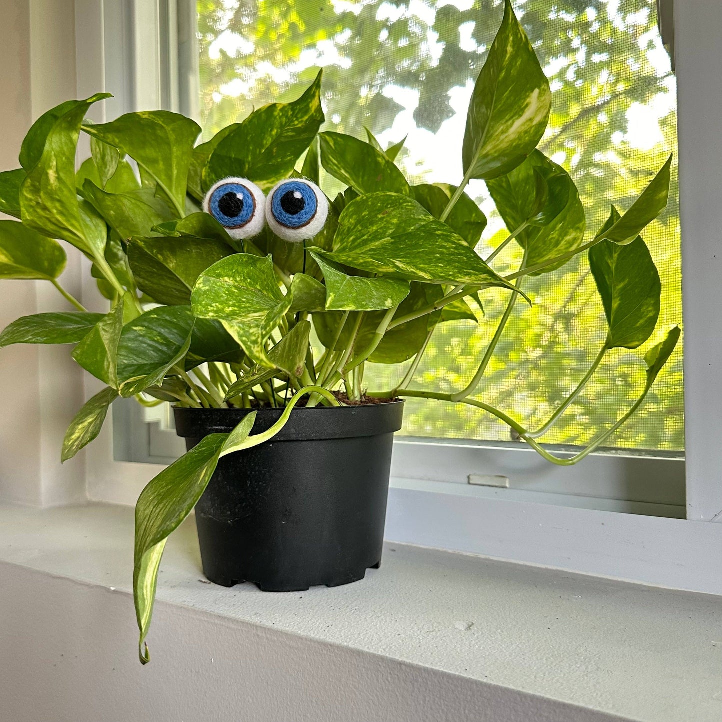 Plant Eyeballs-Hand Felted Wool Eyeballs