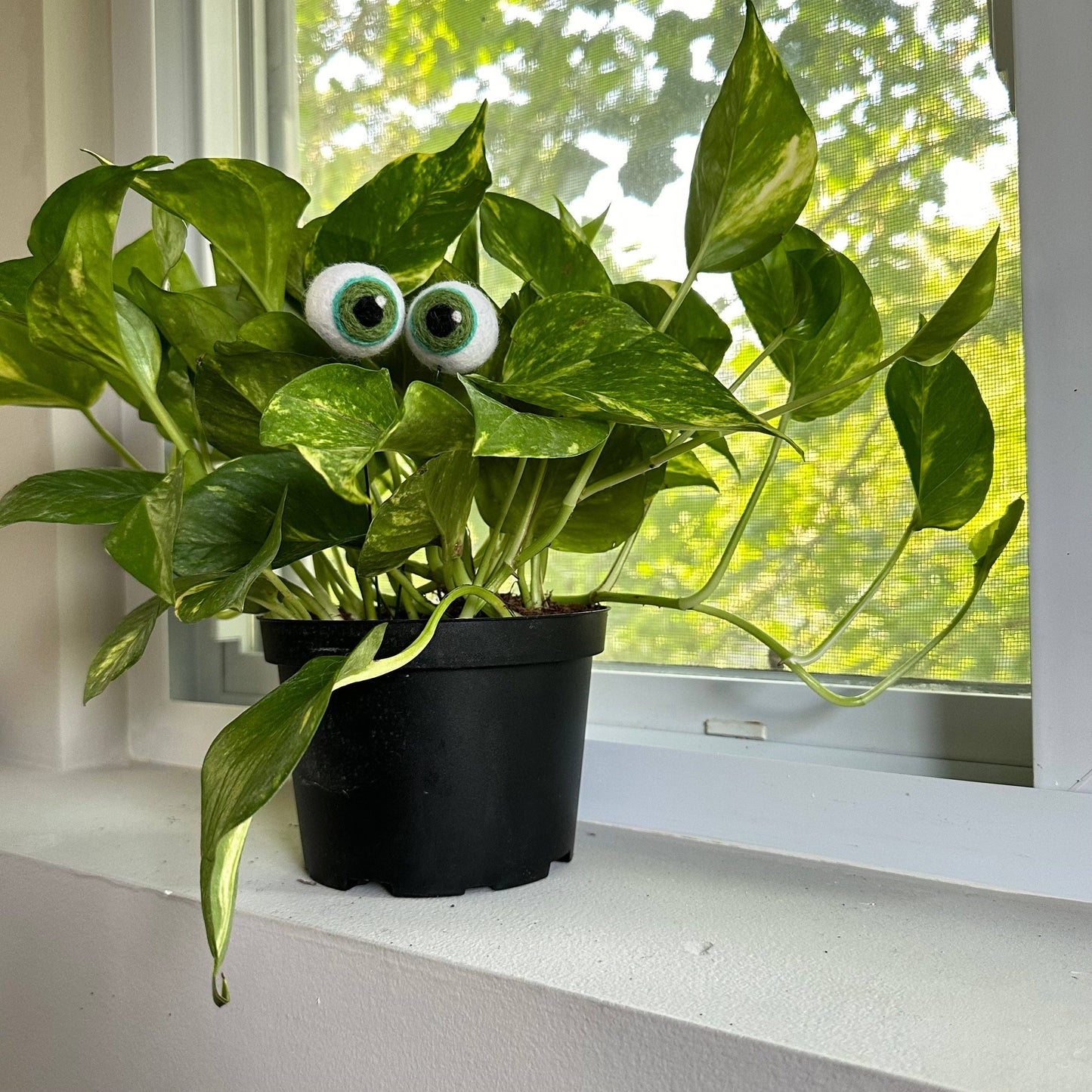 Plant Eyeballs-Hand Felted Wool Eyeballs