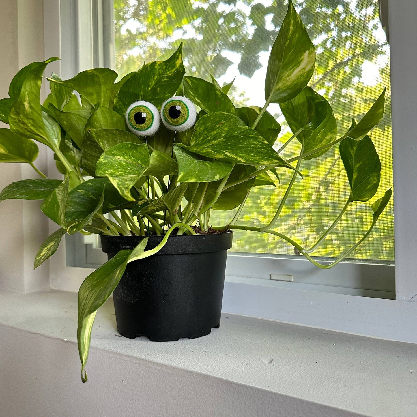 Plant Eyeballs-Hand Felted Wool Eyeballs